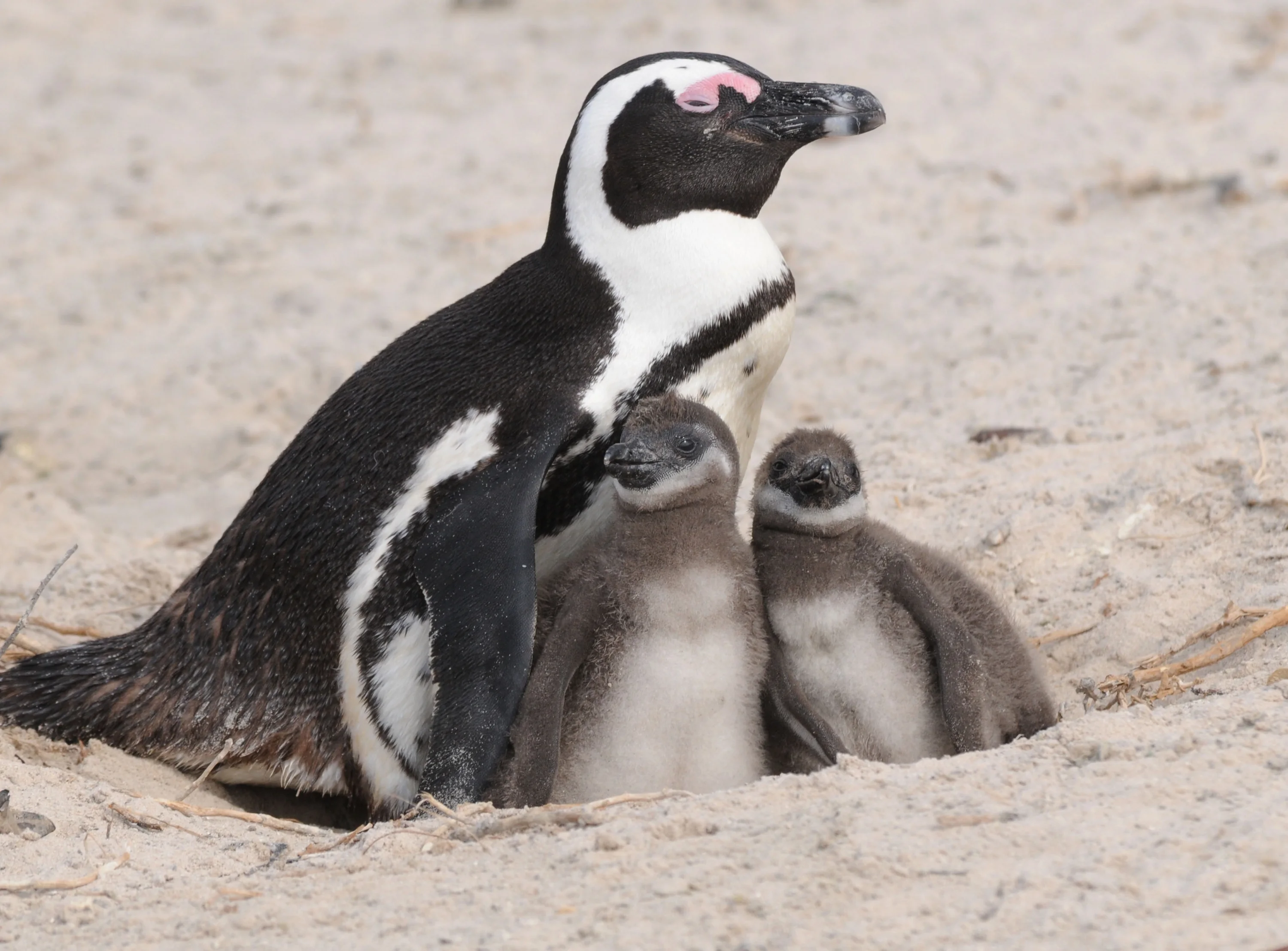 An adult penguin stands on sand with two fluffy gray chicks nestled closely beside it, all looking in the same direction.
