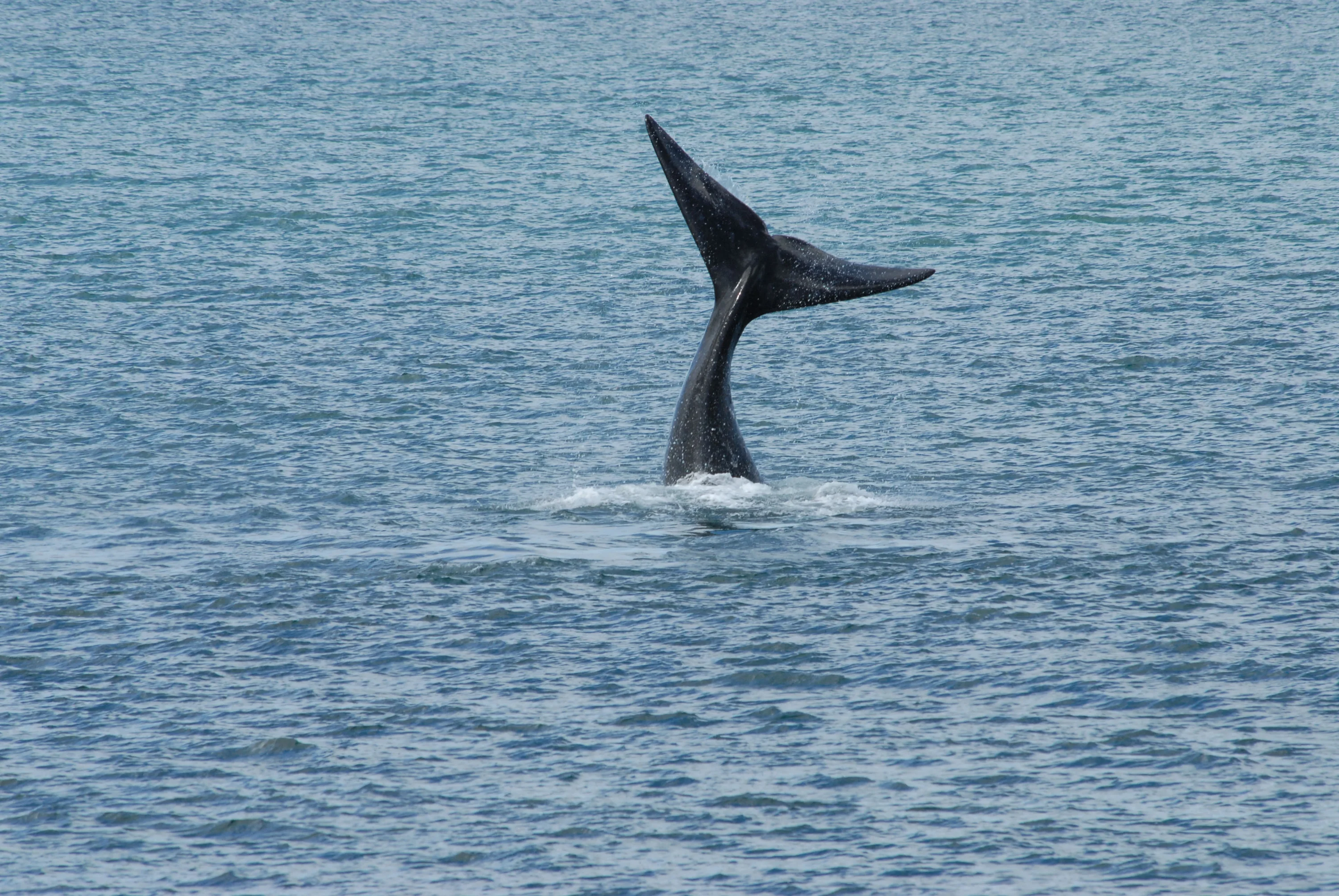 Whale tail emerging from the ocean, creating ripples in the water. The sea is a calm blue, extending to the horizon.