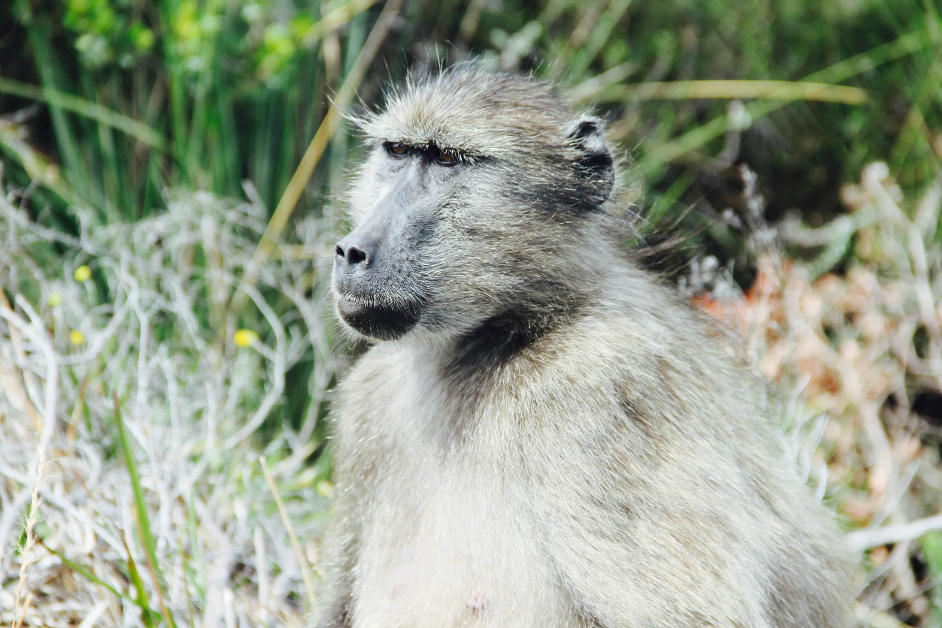 A baboon with dark eyes and fur sits in a natural setting, surrounded by greenery and dry twigs, looking off into the distance.