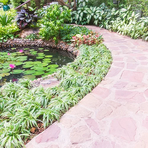A stone pathway curves around a pond with lily pads and pink water lilies, bordered by various lush green plants and foliage. The setting is bright and tranquil.
