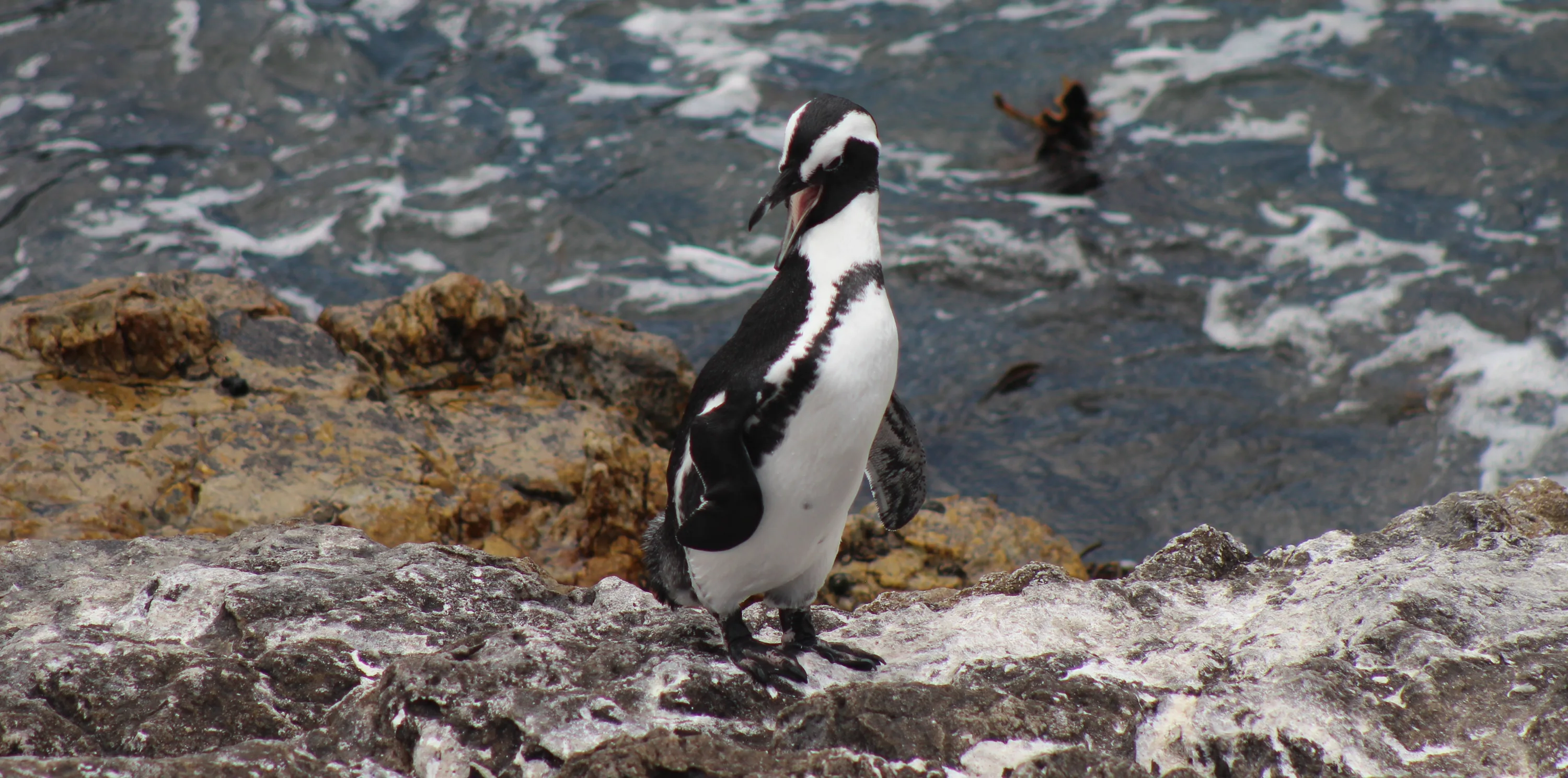 Penguin standing on a rocky shore with the ocean in the background. The penguin has black and white feathers and is looking to the side. Waves are visible in the water.