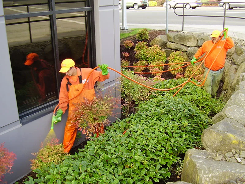 Two workers in orange uniforms and gloves use a hose to water plants outside a building. One worker stands near the window while the other holds the hose among the landscaped greenery.