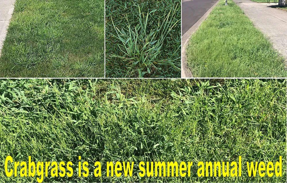 Collage of crabgrass in lawns and sidewalks. Close-ups show the grass texture. Bold text at the bottom reads: 
