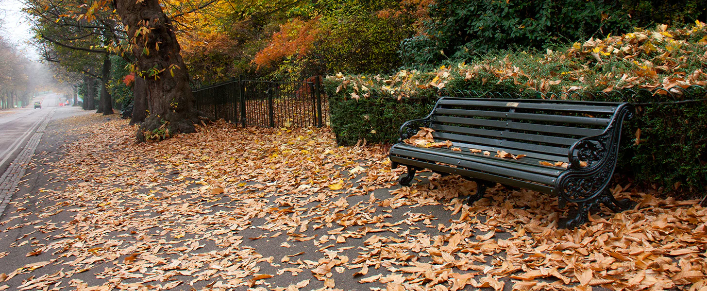 A park bench surrounded by fallen autumn leaves sits on a path lined with trees and a wrought iron fence. The foliage displays vibrant shades of orange, yellow, and green.