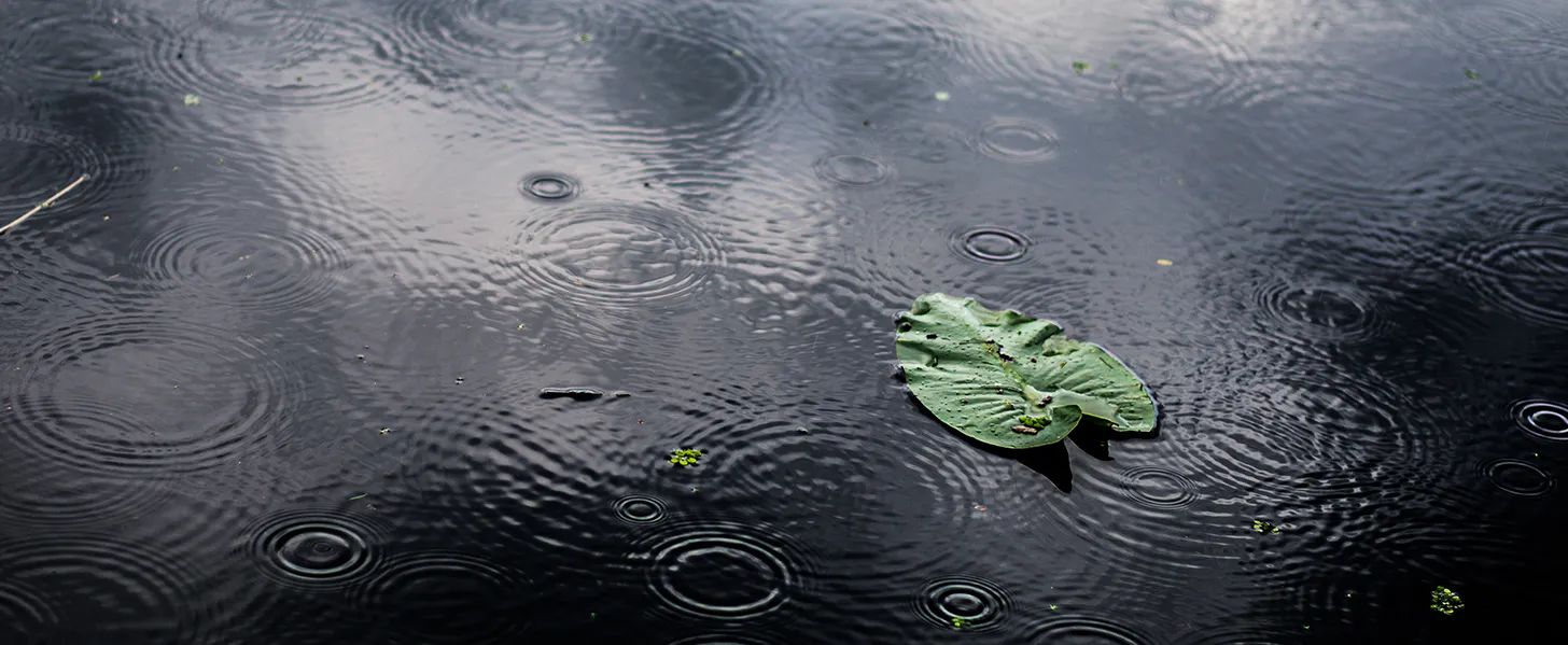 A single green lily pad floats on a dark water surface, surrounded by circular ripples created by falling raindrops.
