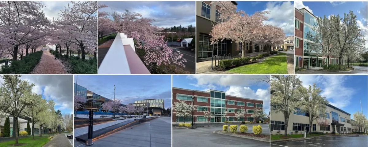 Collage of office buildings with blooming cherry blossom trees under clear skies, showing pathways, driveways, and landscaped areas enhanced by springtime foliage.