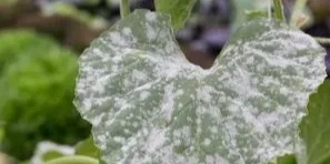 A leaf covered in white powdery spots from powdery mildew, a fungal disease, with a blurred green background.