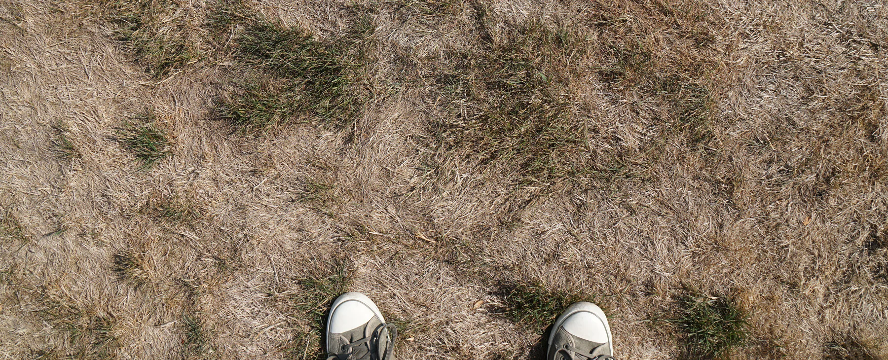 A pair of sneakers on dry, patchy grass with green and brown areas, viewed from above.