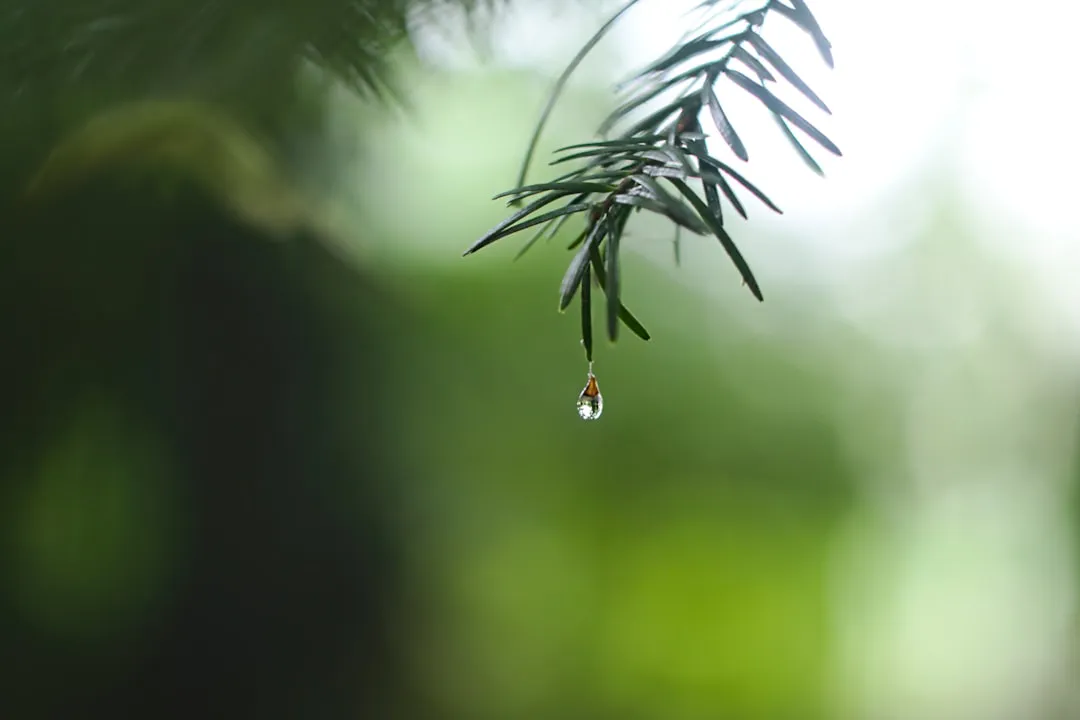 Close-up of a pine branch with a single droplet hanging from its needle against a blurred green background.