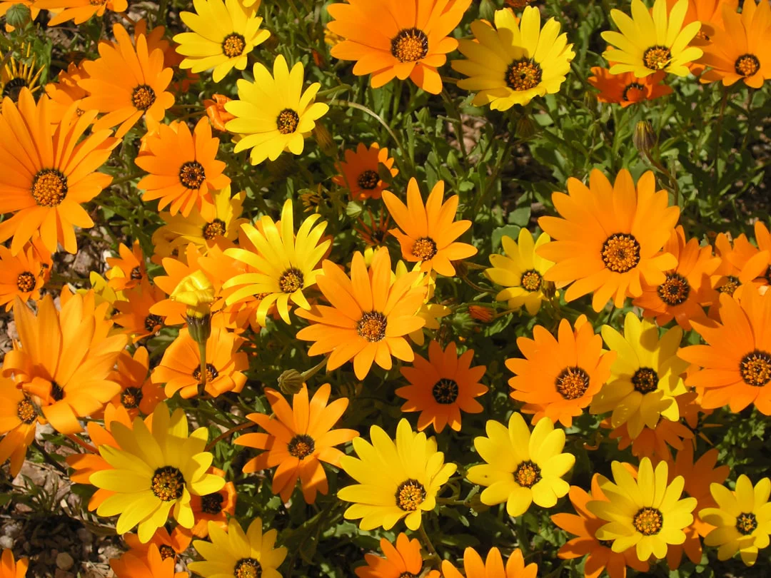 A vibrant cluster of orange and yellow daisies blooming in sunlight, surrounded by green foliage.