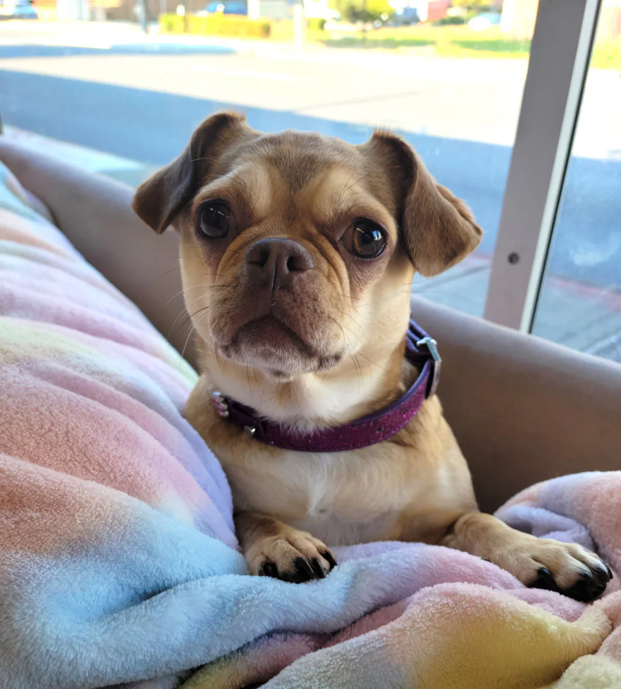A small, tan dog with large eyes and floppy ears sits on a colorful, pastel blanket. The dog wears a purple collar and looks directly at the camera. A window and street view are in the background.