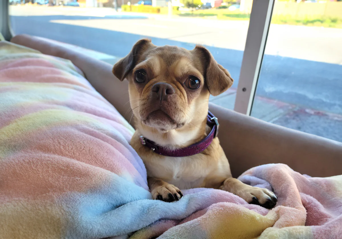A small dog with a purple collar lies on a rainbow-colored blanket, looking directly at the camera. The background shows a window with a street view outside.