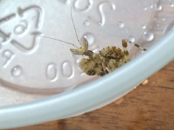 A brown praying mantis sits near the edge of a clear plastic cup on a wooden surface. The focus is on the insect's intricate patterns and long antennae.