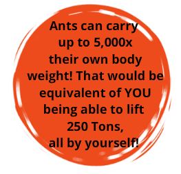 Red circle with text: 