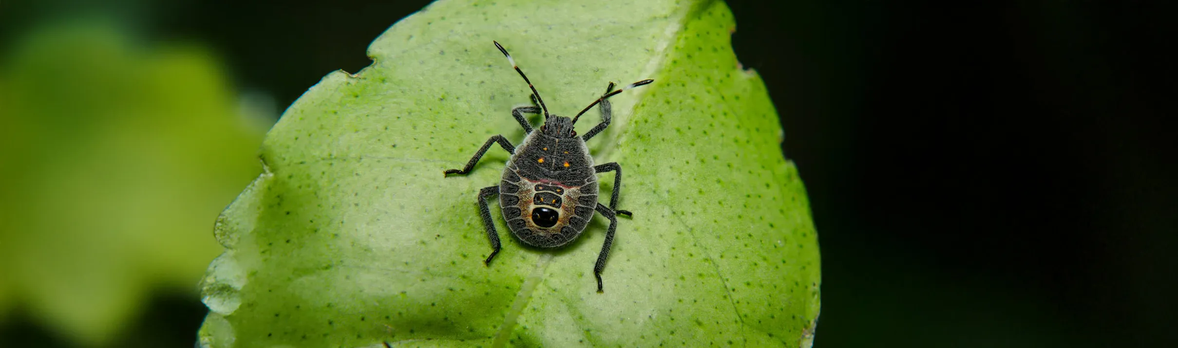 Black and gray bug with orange spots on its back, sitting on a green leaf with visible veins and texture, against a dark blurred background.