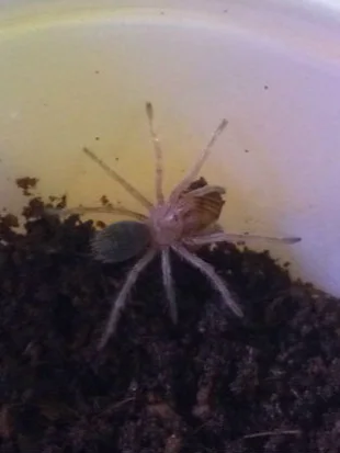 A small spider with a light brown body and dark abdomen on soil inside a white container. The image is dimly lit, highlighting the spider's delicate legs.