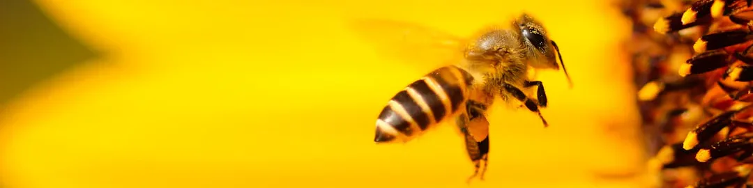 A bee hovers near a vibrant yellow sunflower, preparing to land on its dark brown center, which is dotted with small yellow and orange florets.