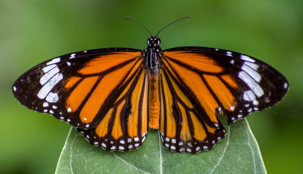 Monarch butterfly with vibrant orange wings and black, white-edged patterns, perched on a green leaf against a blurred green background.