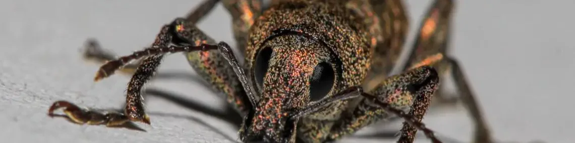 Close-up of a beetle with intricate patterns and textured shell, showing its antennae and legs. The beetle's surface has iridescent colors, mostly brown with subtle orange hues.