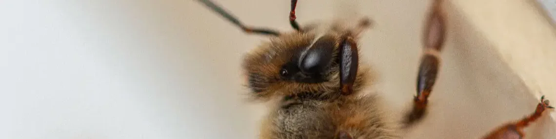 Close-up of a bee, showing its fuzzy body and detailed features, including antennae and legs. The background is a soft, neutral shade.