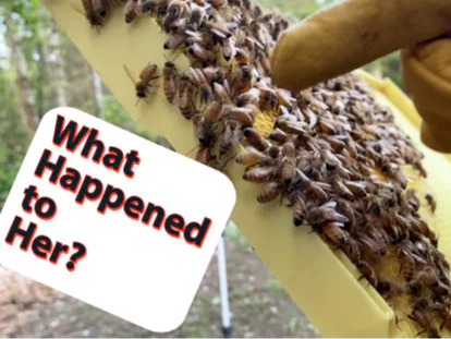 Gloved hand inspecting a beehive frame covered in bees. Text overlay reads, 