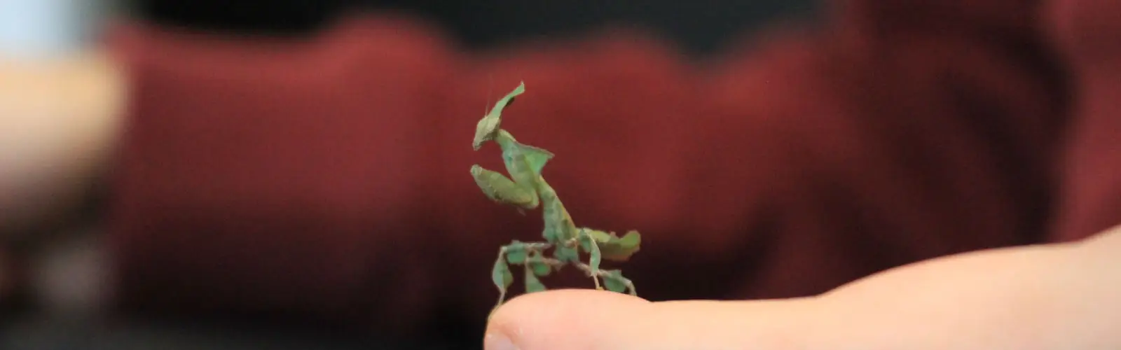 A small green mantis with leaf-like limbs stands on a person's finger. The background is blurred, showing part of the person's hand and a red sleeve.