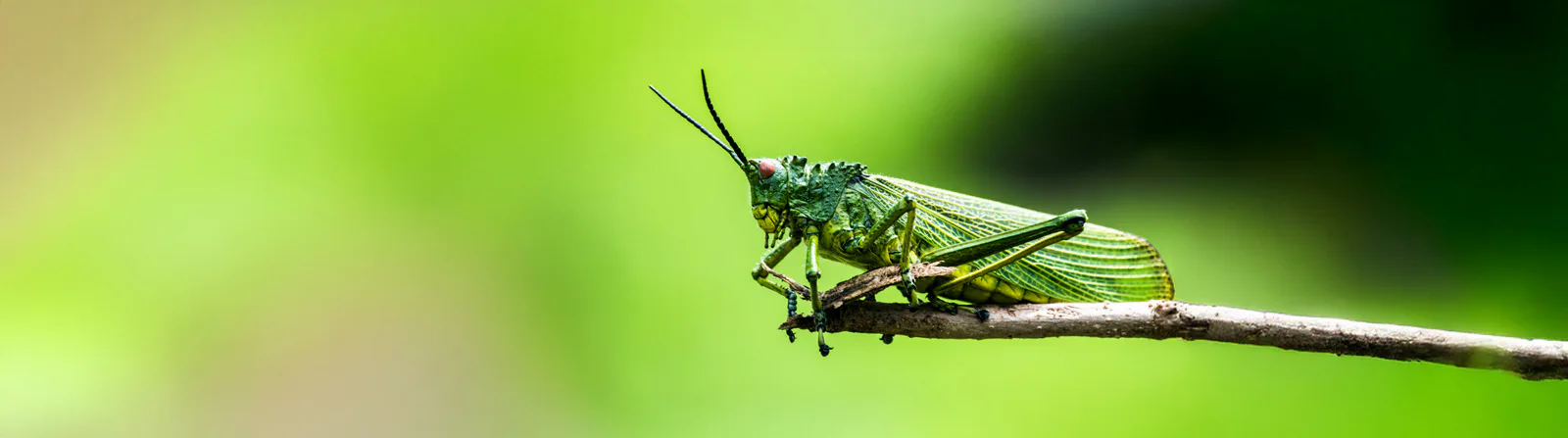 A vibrant green grasshopper with detailed patterns on its body and wings perches on a thin branch against a blurred green background, highlighting its textured features.