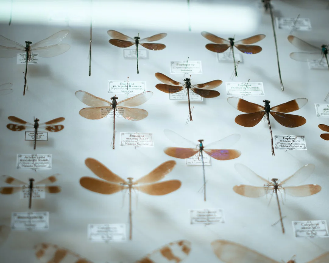Collection of various mounted dragonflies with brown and transparent wings displayed in a grid pattern on a light-colored background, each labeled for classification.